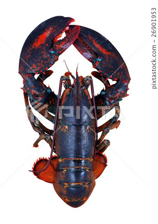 lobster isolated on white background lobster isolated on white background 26901953
