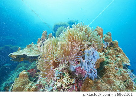 coral coral 26902101