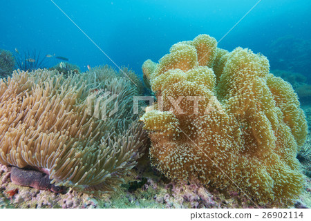 coral 26902114