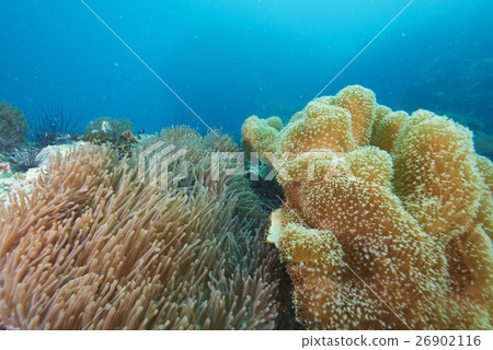 coral 26902116