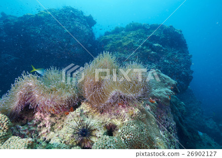 coral coral 26902127