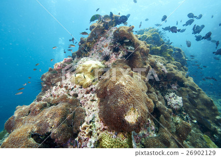 coral coral 26902129