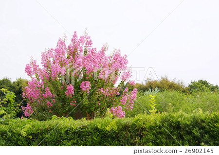 紫薇 26902145