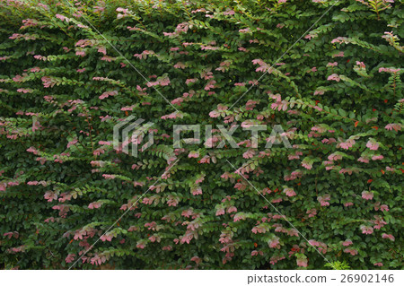Safflower Tokiwamansaku 26902146