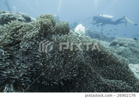Divers and coral reef Divers and coral reef 26902176