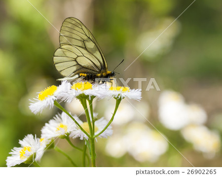 烏蘇巴族 26902265