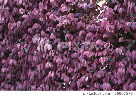 Safflower Tokiwa Full Bloom Safflower Tokiwamansaku sprout 26902576