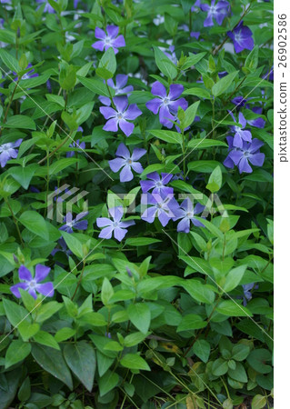 Vines day and date The flower language is "Friendship of Life" 26902586