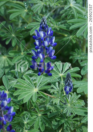 It is called Toto Lupinas. Hana language is "imagination" 26902587