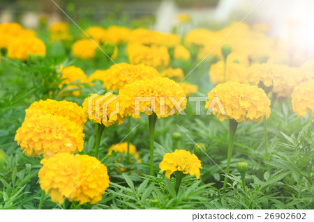marigold flower under the sun light marigold flower under the sun light 26902602