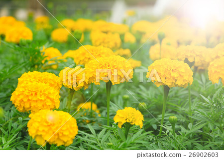 marigold flower under the sun light marigold flower under the sun light 26902603