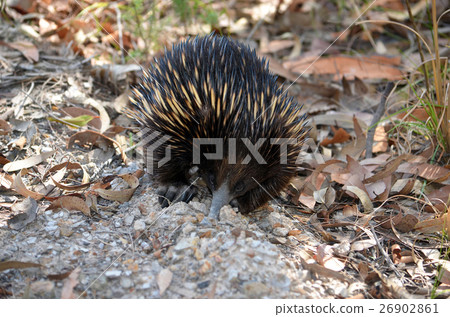 Australian echidna digging for ants 26902861