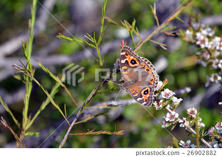 Australian Meadow Argus Butterfly 26902882