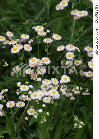 Spring purple spring Spring Sion 26902888