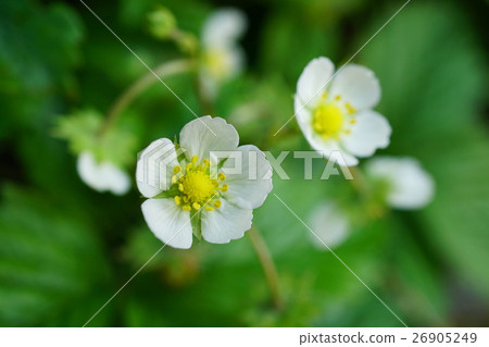 相當狂放的草莓花 26905249