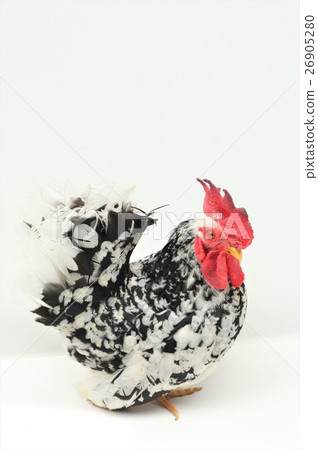 Goosechobo male white background 26905280