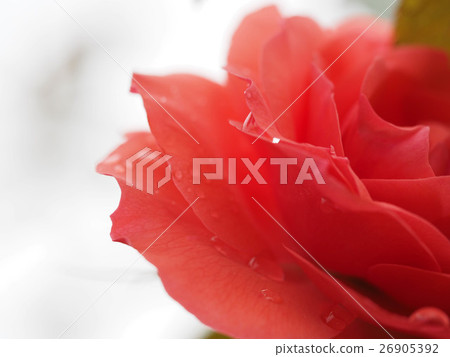 玫瑰花朵雨濕了 26905392