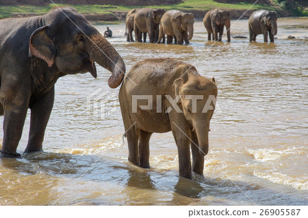 斯里蘭卡大象孤兒院 26905587