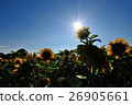 Sun and Sunflower 26905661