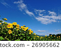Blue sky Sunflower 26905662