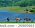 Horse paradise 26905663