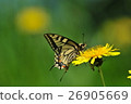 Dandelion swallowtail butterfly 26905669