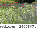Red white purple flowers 26905671