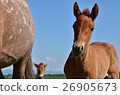 Horse and the blue sky 26905673