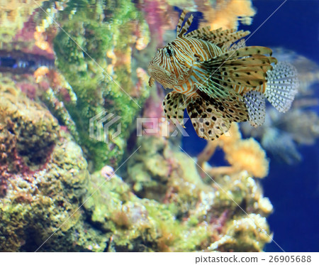 tropical Fish on a coral reef tropical Fish on a coral reef 26905688