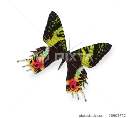 Tropical butterfly isolated on white Tropical butterfly isolated on white 26905752