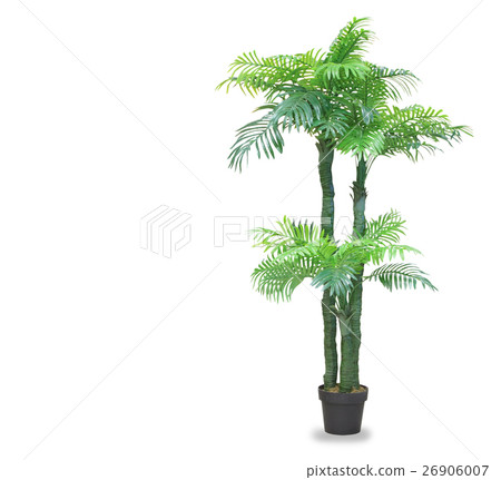 Big dracaena palm in a pot isolated over white Big dracaena palm in a pot isolated over white 26906007