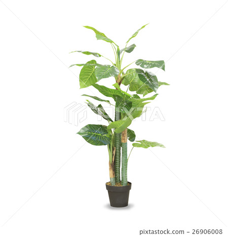 Big dracaena palm in a pot isolated over white Big dracaena palm in a pot isolated over white 26906008