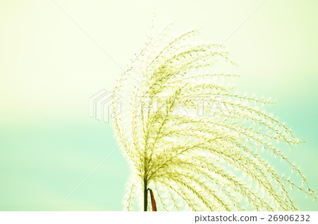 芒草 26906232