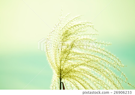 芒草 芒草 26906233