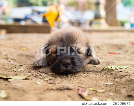Cutie sleeping puppy on the ground 26906675