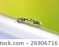 ant 26906716