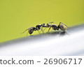 ant 26906717