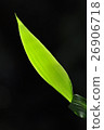 leaf  26906718