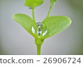 Water droplets 26906724
