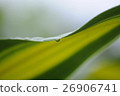 leaf  26906741