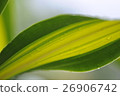 leaf  26906742