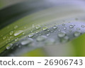 leaf  26906743