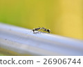 ant 26906744