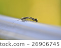 ant 26906745