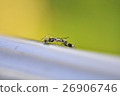 ant 26906746