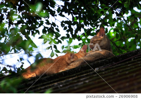 喵咪親子情 26906908