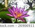 Lian flower 26906911
