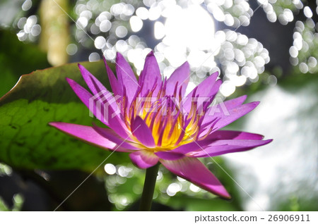 Lian flower Lian flower 26906911