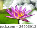 Lian flower 26906912