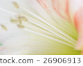 Amaryllis 26906913